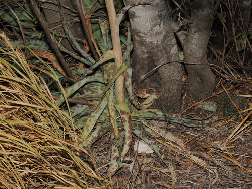 Agave sileri