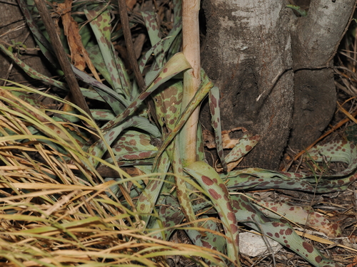 Agave sileri
