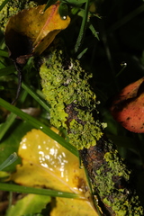 Xanthoria parietina