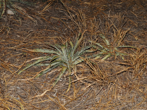 Agave sileri