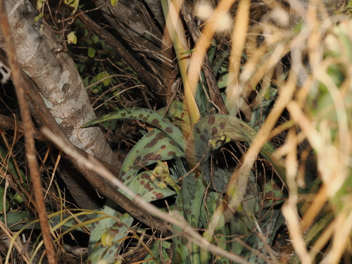 Agave sileri