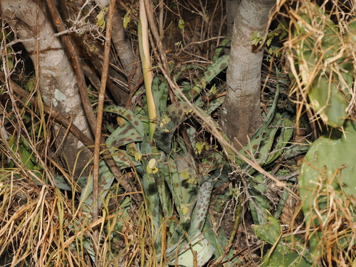 Agave sileri