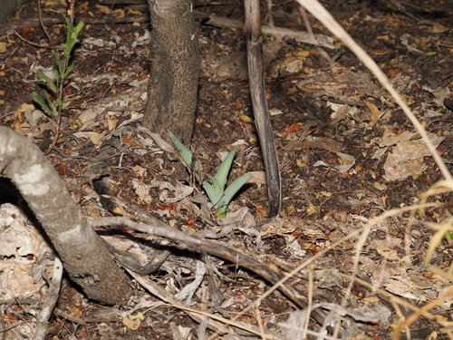 Agave sileri