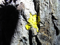 Xanthoria parietina