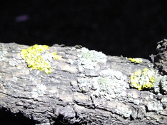 Xanthoria parietina