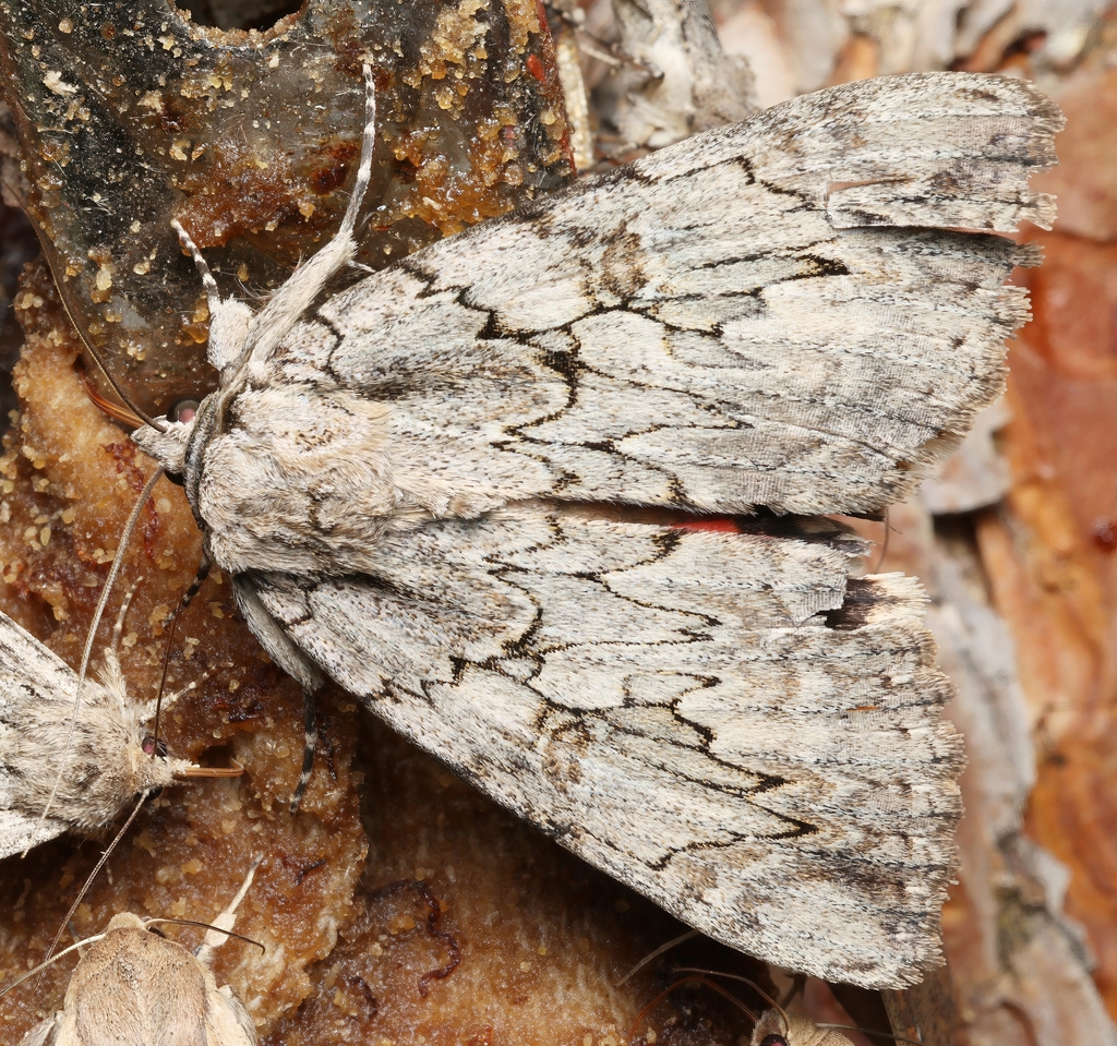Underwing Moths from Scotts Bluff County, NE, USA Turkey Drive on ...