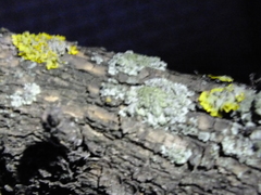 Xanthoria parietina