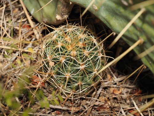 Thelocactus setispinus