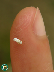 Praelongorthezia praelonga