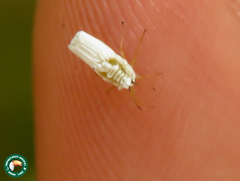 Praelongorthezia praelonga