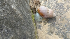 Gastropoda