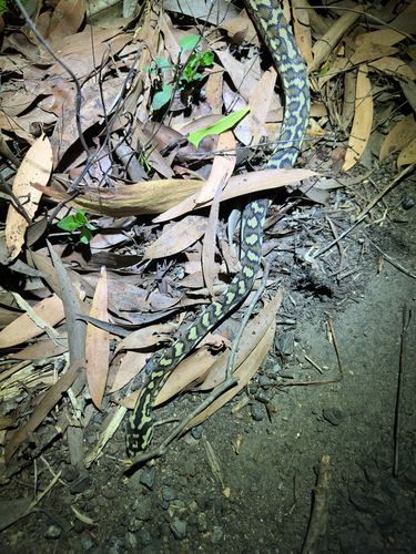 Jungle Carpet Python sighting