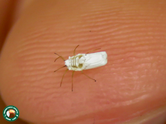 Praelongorthezia praelonga