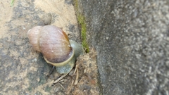 Gastropoda