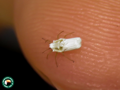 Praelongorthezia praelonga