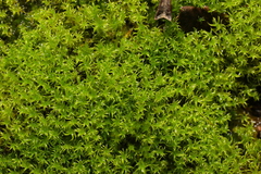 Vinealobryum insulanum