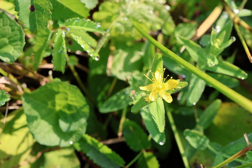 Hypericum senanense iNat (2)