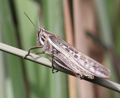 Schistocerca cancellata