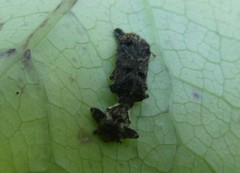 Phymatophaea pustulifera