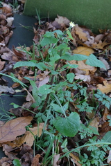 Sonchus oleraceus