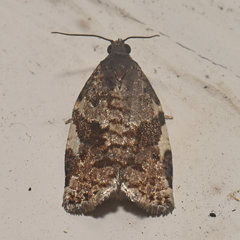 Archips mortuana