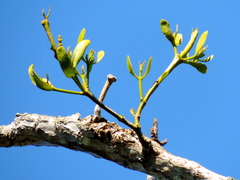 Phoradendron crassifolium