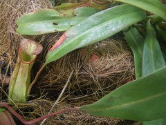 Nepenthes sumatrana