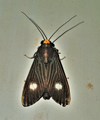 Rhipha albiplaga