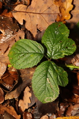 Rubus tuberculatus