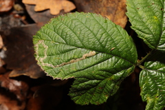 Stigmella aurella