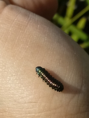 Trirhabda bacharidis