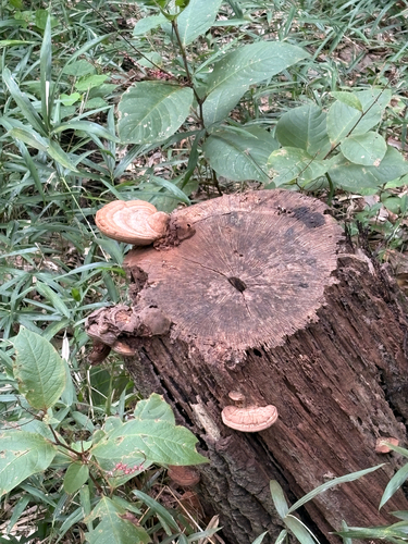 Ganoderma applanatum