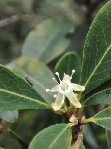 bastard sandal (Erythroxylum monogynum)
