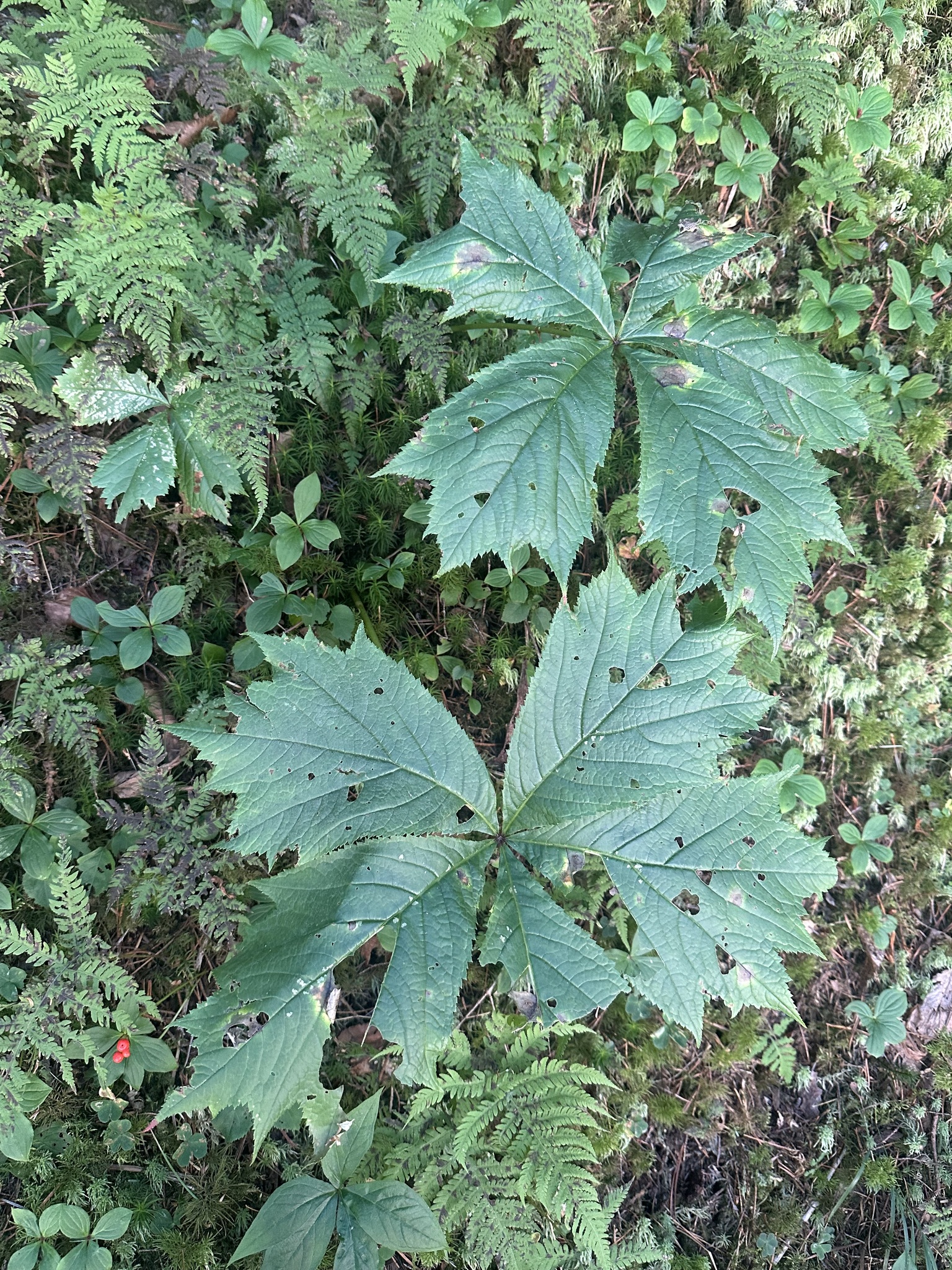 Rodgersia (Rodgersia podophylla)