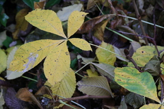 Aesculus hippocastanum