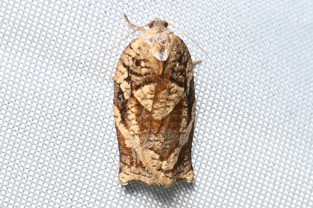 Homona issikii