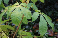 Aesculus hippocastanum