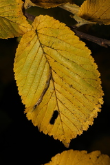 Phyllonorycter tristrigella