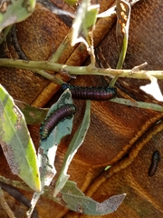 Trirhabda bacharidis