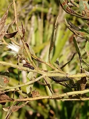 Trirhabda bacharidis