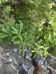 Rhododendron brachycarpum, photograph (c) Adam Kamal, some rights reserved (CC BY)