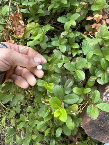 Japanese Wintergreen (Gaultheria pyroloides)