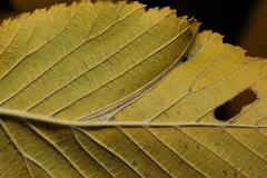 Phyllonorycter tristrigella