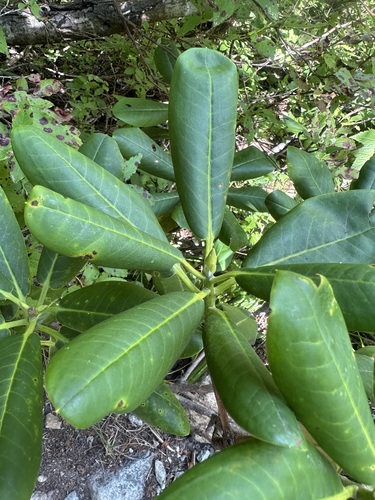 Short-fruit rosebay (Rhododendron brachycarpum)