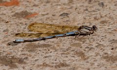 Argia anceps