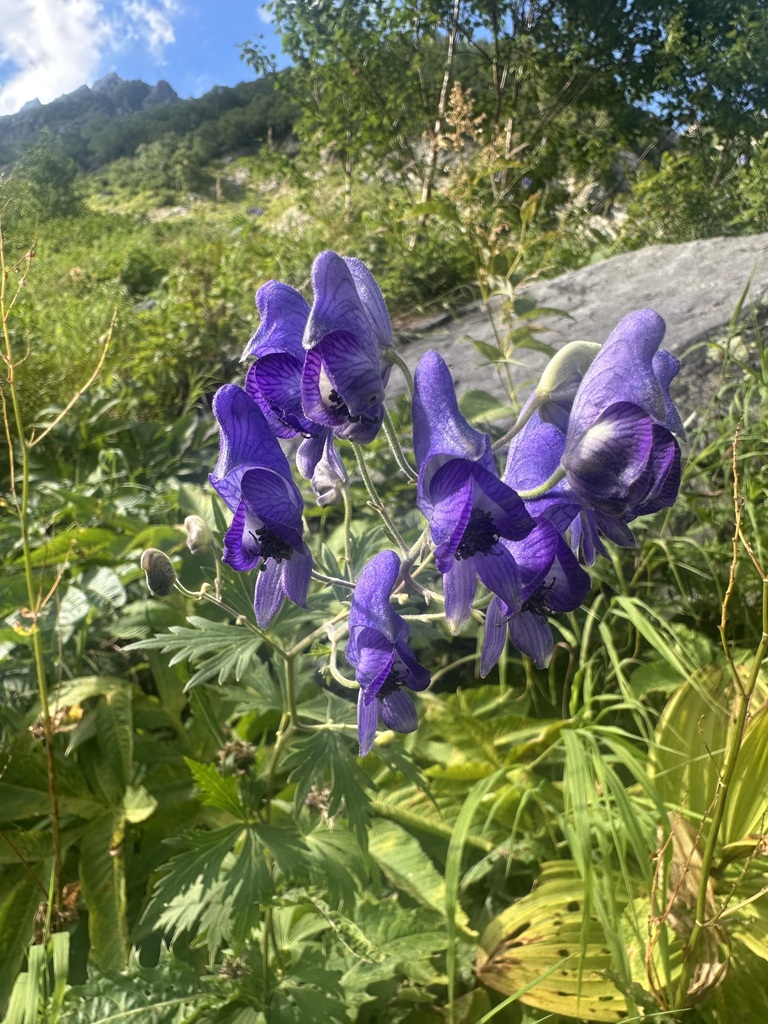 Aconitum senanense; photograph Adam Kamal, CC BY, iNaturalist via GBIF