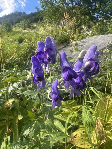 Aconitum senanense iNat (3)