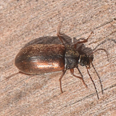 Isomira pulla