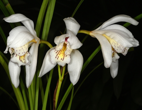 Wenshan Cymbidium