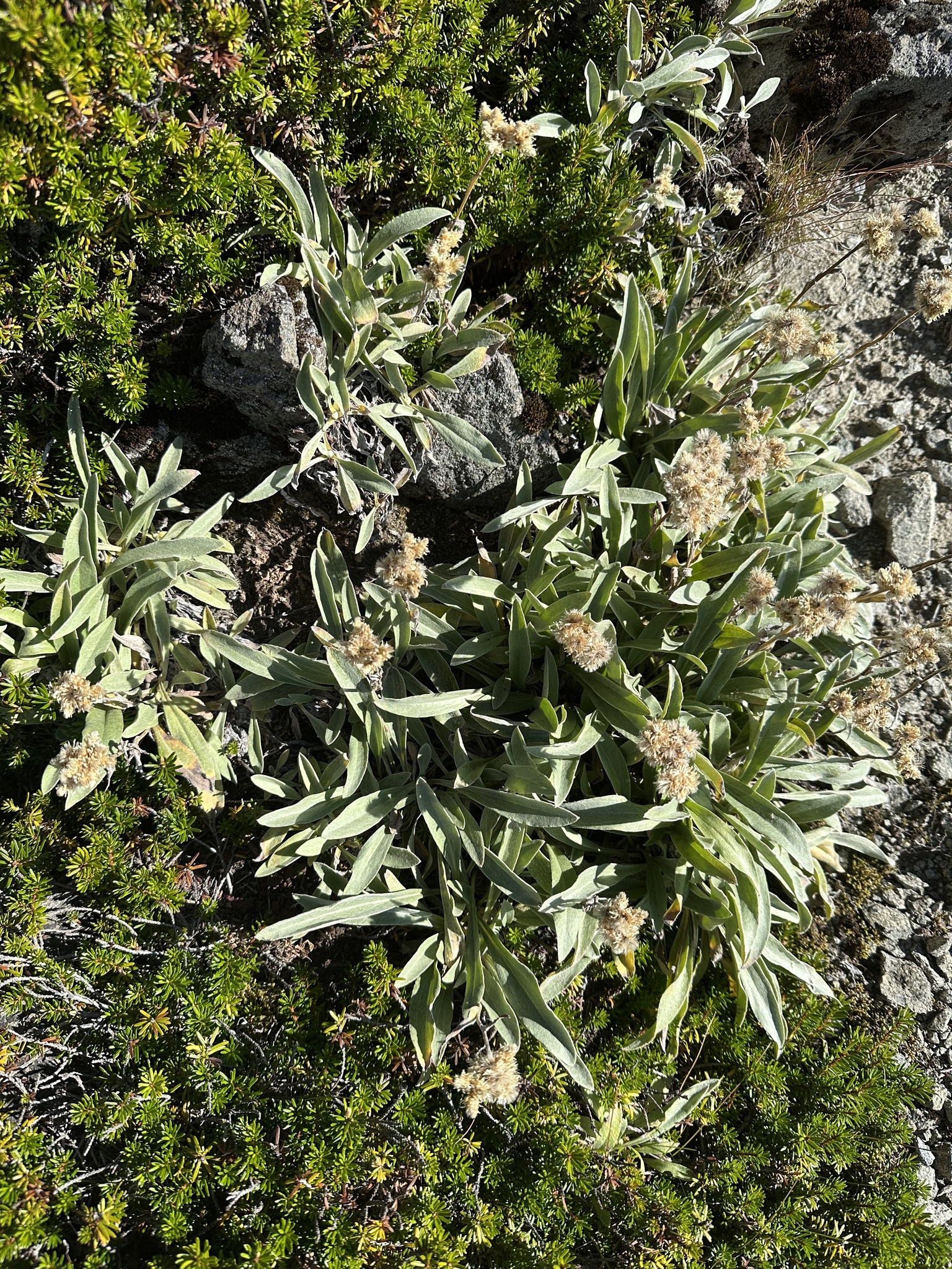 Anaphalis alpicola